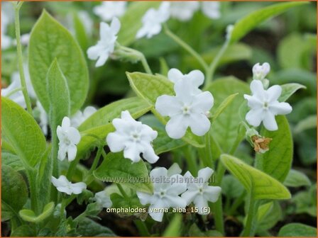 Omphalodes verna &#039;Alba&#039; | Amerikaans vergeet-mij-nietje, Witte onschuld