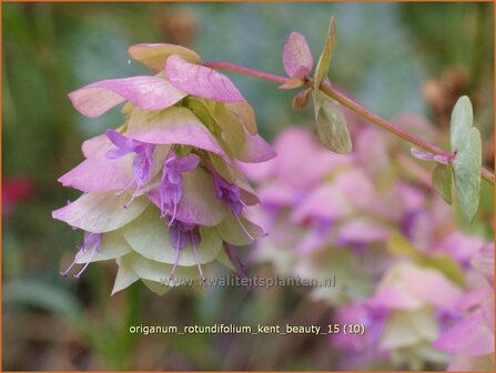 Origanum rotundifolium &#039;Kent Beauty&#039; | Hopmarjolein, Majoraan, Marjolein | Rundbl&auml;ttriger Dost