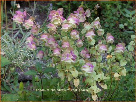 Origanum rotundifolium &#039;Kent Beauty&#039; | Hopmarjolein, Majoraan, Marjolein | Rundbl&auml;ttriger Dost