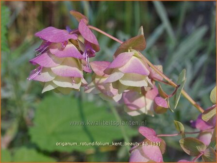 Origanum rotundifolium &#039;Kent Beauty&#039; | Hopmarjolein, Majoraan, Marjolein | Rundbl&auml;ttriger Dost