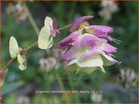 Origanum rotundifolium &#039;Kent Beauty&#039; | Hopmarjolein, Majoraan, Marjolein | Rundbl&auml;ttriger Dost