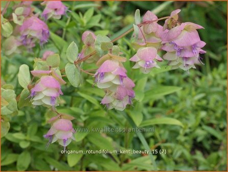 Origanum rotundifolium &#039;Kent Beauty&#039; | Hopmarjolein, Majoraan, Marjolein | Rundbl&auml;ttriger Dost