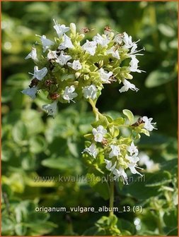 Origanum vulgare &#039;Album&#039; | Marjolein, Oregano