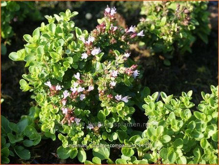 Origanum vulgare &#039;Compactum&#039; | Oregano, Marjolein, Majoraan | Gew&ouml;hnlicher Dost