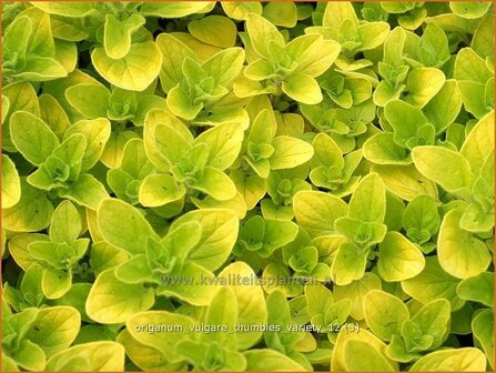 Origanum vulgare &#039;Thumble&#039;s Variety&#039; | Marjolein, Oregano