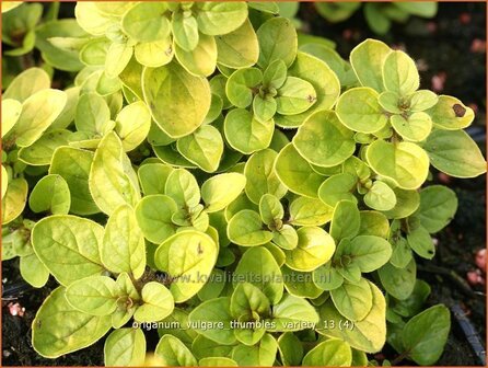 Origanum vulgare &#039;Thumble&#039;s Variety&#039; | Marjolein, Oregano