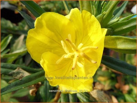 Oenothera fruticosa | Teunisbloem