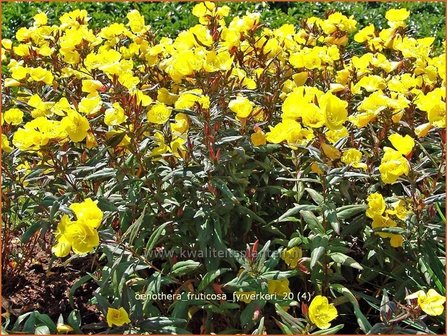 Oenothera fruticosa &#039;Fyrverkeri&#039; | Teunisbloem | Strauchige Nachtkerze