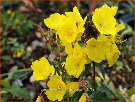 Oenothera fruticosa &#039;Fyrverkeri&#039; | Teunisbloem | Strauchige Nachtkerze