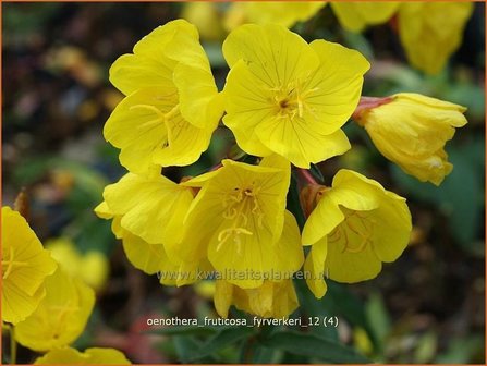 Oenothera fruticosa &#039;Fyrverkeri&#039; | Teunisbloem | Strauchige Nachtkerze