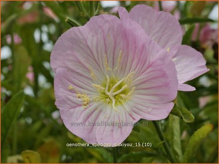 Oenothera speciosa &amp;#39;Siskiyou&amp;#39;