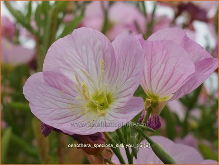 Oenothera speciosa &#039;Siskiyou&#039; | Teunisbloem