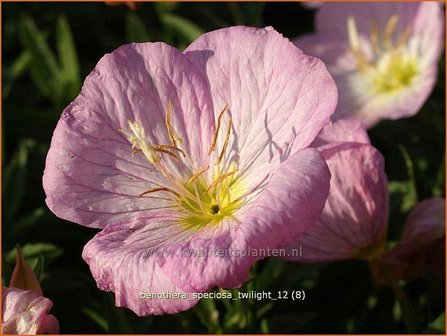 Oenothera speciosa &#039;Twilight&#039; | Teunisbloem