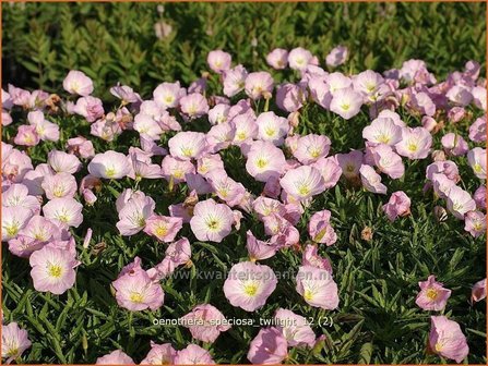 Oenothera speciosa &#039;Twilight&#039; | Teunisbloem