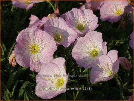 Oenothera speciosa &#039;Twilight&#039; | Teunisbloem