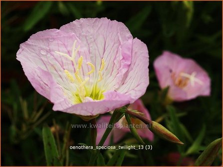 Oenothera speciosa &#039;Twilight&#039; | Teunisbloem