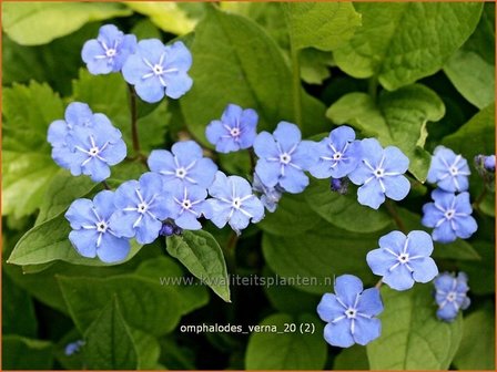 Omphalodes verna | Amerikaans vergeet-mij-nietje