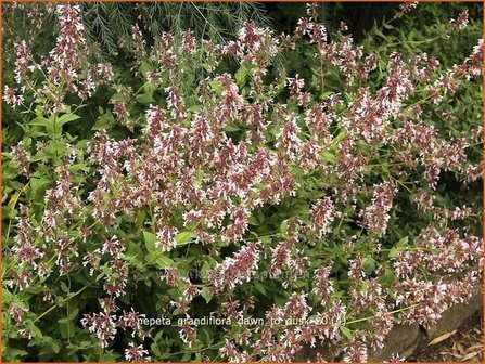 Nepeta grandiflora &#039;Dawn to Dusk&#039; | Kattekruid, KattenkruidNepeta grandiflora &#039;Dawn to Dusk&#039; | Katt