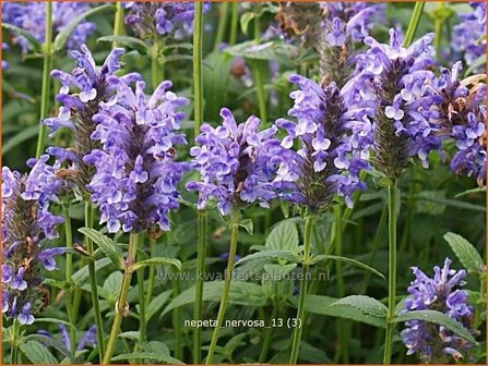 Nepeta nervosa | Kattekruid, Kattenkruid