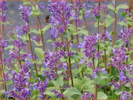 Nepeta racemosa &#039;Grog&#039; | Kattenkruid | Traubige Katzenminze