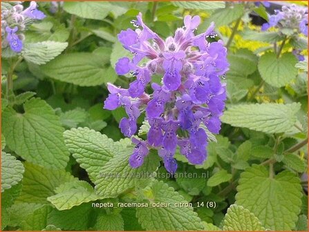 Nepeta racemosa &amp;#39;Odeur Citron&amp;#39; | Kattenkruid | Traubige Katzenminze