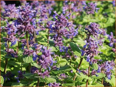 Nepeta racemosa &amp;#39;Odeur Citron&amp;#39; | Kattenkruid | Traubige Katzenminze