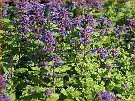 Nepeta racemosa &amp;#39;Odeur Citron&amp;#39; | Kattenkruid | Traubige Katzenminze