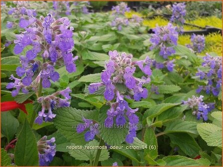 Nepeta racemosa &amp;#39;Odeur Citron&amp;#39; | Kattenkruid | Traubige Katzenminze