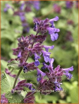 Nepeta racemosa &#039;Superba&#039; | Kattekruid, Kattenkruid