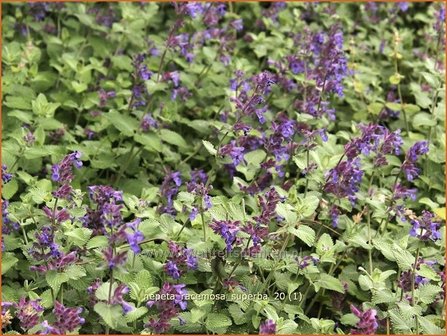 Nepeta racemosa &#039;Superba&#039; | Kattekruid, Kattenkruid