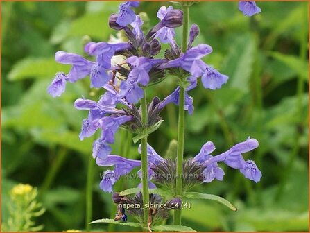 Nepeta sibirica | Kattekruid, Kattenkruid