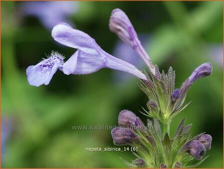 Nepeta sibirica | Kattekruid, Kattenkruid