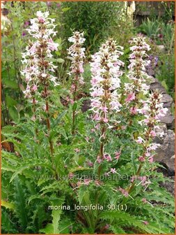 Morina longifolia | Kransbloem