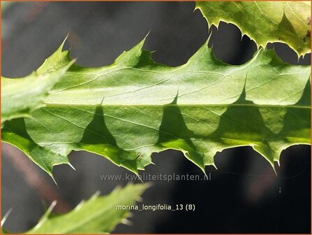 Morina longifolia | Kransbloem