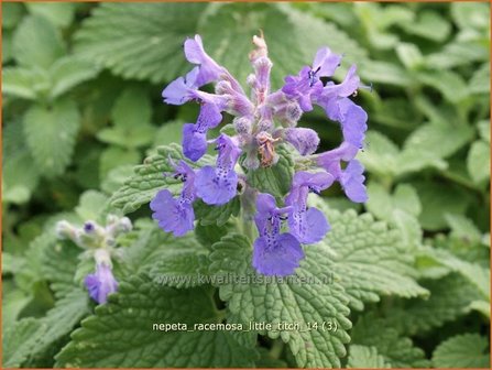 Nepeta racemosa &#039;Little Titch&#039; | Kattekruid, Kattenkruid