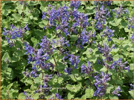 Nepeta racemosa &#039;Little Titch&#039; | Kattenkruid