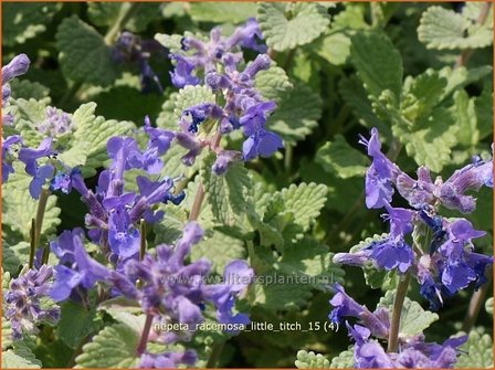 Nepeta racemosa &#039;Little Titch&#039; | Kattenkruid