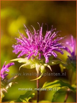 Monarda &#039;Melissa&#039; | Bergamotplant