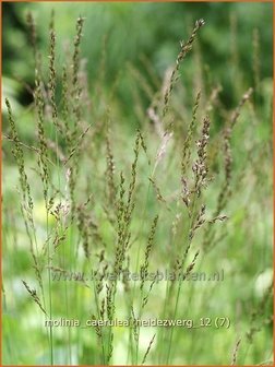 Molinia caerulea &#039;Heidezwerg&#039; | Pijpestrootje, Pijpenstrootje