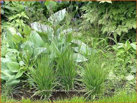 Molinia caerulea &#039;Heidezwerg&#039; | Pijpestrootje, Pijpenstrootje