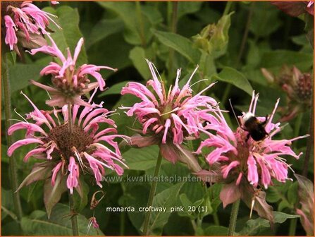 Monarda &#039;Croftway Pink&#039; | Bergamotplant