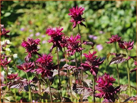 Monarda &#039;Kardinal&#039; | Bergamotplant