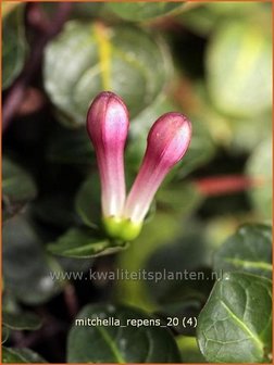 Mitchella repens | Patrijsbes