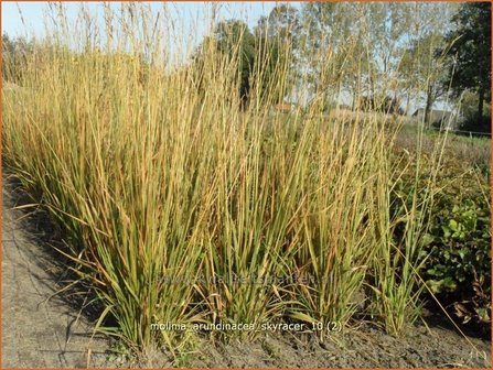 Molinia arundinacea &#039;Skyracer&#039; | Pijpestrootje, Pijpenstrootje