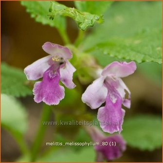 Melittis melissophyllum | Bastaardmelisse, Bijenblad