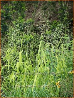 Milium effusum &#039;Aureum&#039; | Bosgierstgras