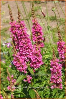 Lythrum salicaria &#039;Robert&#039; | Kattestaart