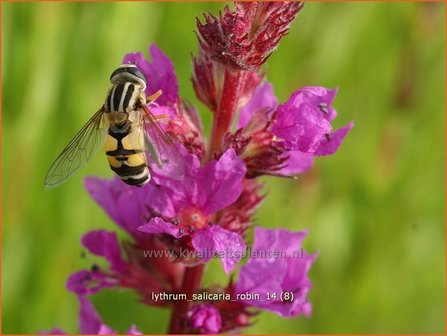 Lythrum salicaria &#039;Robin&#039; | Kattenstaart | Blutweiderich