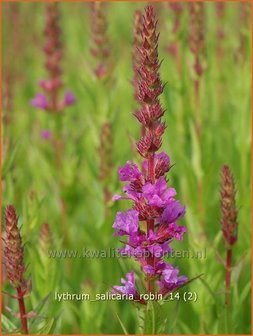 Lythrum salicaria &#039;Robin&#039; | Kattenstaart | Blutweiderich