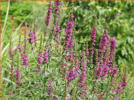 Lythrum salicaria &#039;Zigeunerblut&#039; | Kattestaart